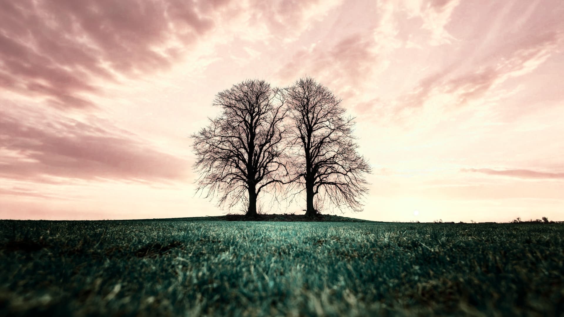 Két fa áll az egymás mellett állnak a mezőn, a lombjaik összeérnek